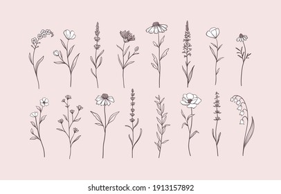 Set of Herbs and Wild Flowers. Hand drawn floral elements. Vector illustration