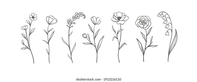 Set of Herbs and Wild Flowers. Hand drawn floral elements. Vector illustration