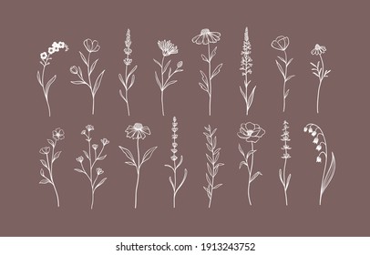 Set of Herbs and Wild Flowers. Hand drawn floral elements. Vector illustration