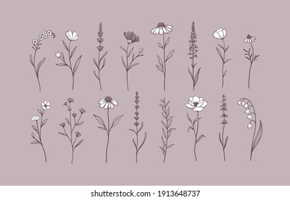 Set of Herbs and Wild Flowers. Hand drawn floral elements. Vector illustration