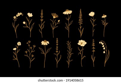 Set of Herbs and Wild Flowers. Hand drawn floral elements. Vector illustration