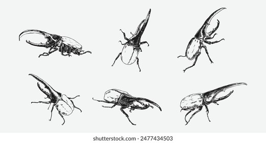 Set of hercules beetle insect sketch hand drawn. Different pose, action, Vector illustration.