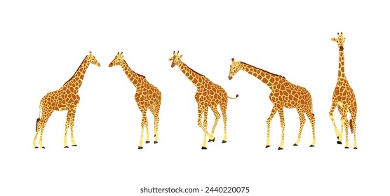 Set of herd giraffe vector illustration isolated on white. African animal collection. Tallest animal. Safari trip attraction. Big five. Giraffe in gallop pose. Portrait of drove giraffe family.