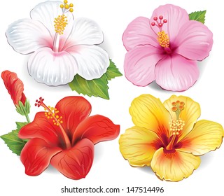 Set of Hibiscus