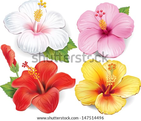Similar – Image, Stock Photo Hibiscus | pink flower with raindrops
