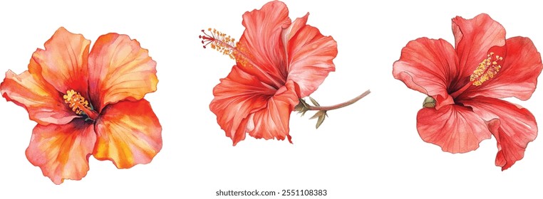 Conjunto de flores de Hibiscus, isolado no fundo branco, ilustração em aquarela, flores vermelhas.