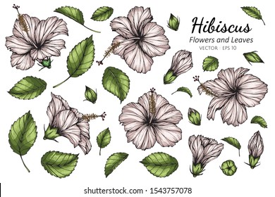 Set of Hibiscus flower and leaf drawing illustration on white backgrounds.