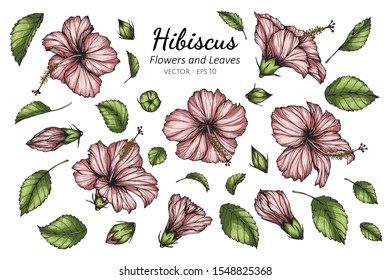 Conjunto de ilustraciones de dibujo de flores y hojas de Hibiscus sobre fondo blanco.