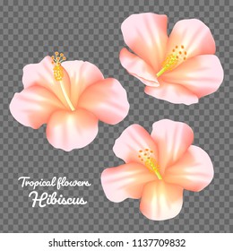 set hibiscus flower vector