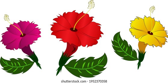 set of Hibiscus Flower vector file  