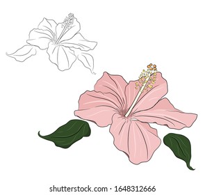 Set of hibiscus flowers colored. Tropical flower isolated on white.