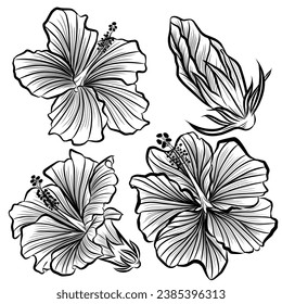 Set Hibiscus flowers illustration vector design  