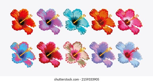 set of Hibiscus flowers premium pack