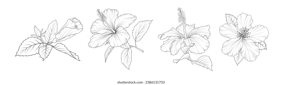 Set of hibiscus flowers. Trendy botanical elements. Hand drawn line leaves branches and blooming. Wedding elegant wildflowers for invitation save the date card. 