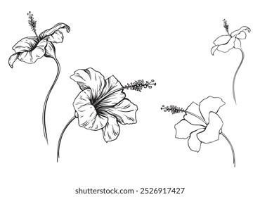 Set of hibiscus Flowers vector illustration in linear hand drawing style. Continuous Line Drawing with stroke exotic plant on isolated background. Black etching of botanical art.