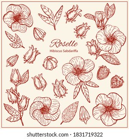 Set with Hibiscus Sabdariffa or Roselle flowers, leaves and berries, seeds. Graphic hand drawn engraving style. Botanical illustration for packaging, menu cards, posters, prints.