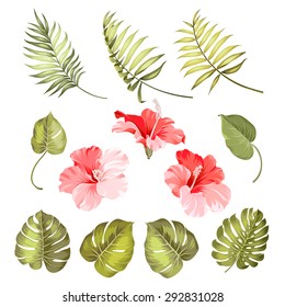 Set of hibiscus tropical flower parts over white background. Vector illustration.