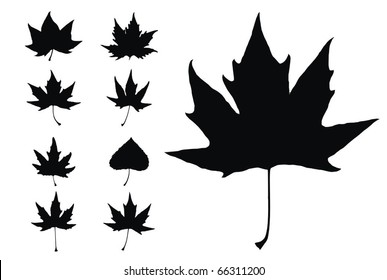 set of high quality leafs vector illustration