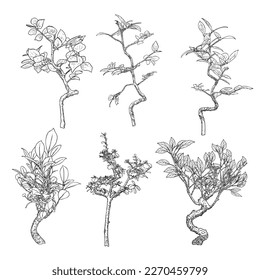 Set of highly detail drawing of trees, hand drawn plants bushes isolated on white background. Vector.