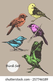 Set of highly detailed colorful hand-drawn birds. Vector isolated elements.