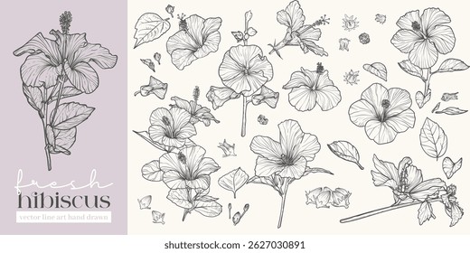 Set of highly detailed flowers. Trendy botanical elements. Hand drawn line leaves, stems and blooming. Wedding elegant Hibiscus for invitation, save the date, card. Black vector line art hand drawn.