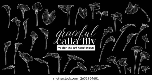 Set of highly detailed flowers. Trendy botanical elements. Hand drawn line leaves, stems and blooming. Wedding elegant calla lily for invitation, save the date, card. White vector line art hand drawn.