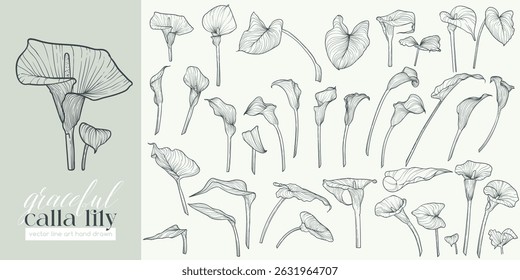 Set of highly detailed flowers. Trendy botanical elements. Hand drawn line leaves, stems and blooming. Wedding elegant calla lilies for invitation, save the date, card. Vector line art hand drawn.