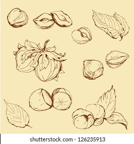 Set of highly detailed hand drawn hazelnuts