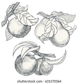 Set of highly detailed hand drawn fruit.