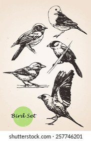 Set of highly detailed hand-drawn birds.Vector isolated elements.