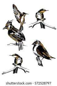 Set of highly detailed hand-drawn birds.Vector isolated elements.