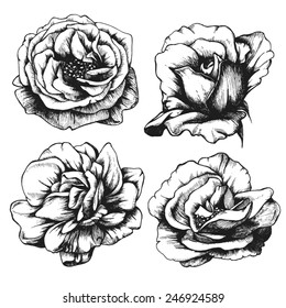 Set of highly detailed hand-drawn roses. 