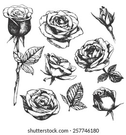 Set of highly detailed hand-drawn roses. Vector