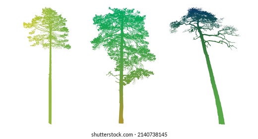 A set of highly detailed silhouettes of pine trees in various stages of tree growth. Flat vector illustration isolated on white background