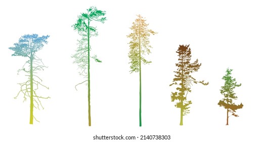 A set of highly detailed silhouettes of pine trees in various stages of tree growth. Flat vector illustration isolated on white background