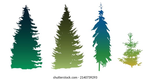 A set of highly detailed silhouettes of spruce trees in various stages of tree growth. Flat vector illustration isolated on white background