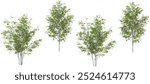 Set of Himalayan Birch tree isolated on transparent background