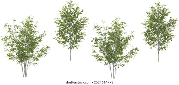 Set of Himalayan Birch tree isolated on transparent background