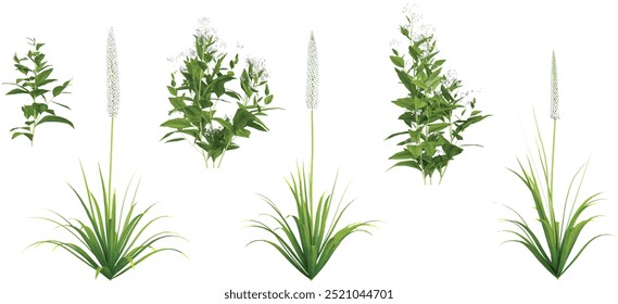 set of Himalayan foxtail lily Eremurus himalaicus,Eupatorium serotinum plants on transparent background