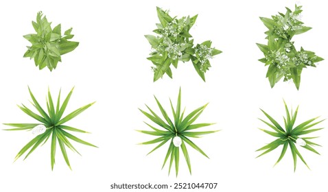 set of Himalayan foxtail lily Eremurus himalaicus,Eupatorium serotinum plants on transparent background from the top view