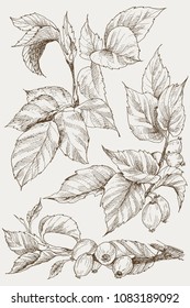 Set of hip rose buds, berry and branches. Vintage botanical engraved illustration. Vector hand drawn natural elements. Sketch style.