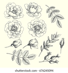 Set of hip rose flowers, buds, berry and branches. Vintage botanical engraved illustration of briar. Vector hand drawn natural elements. Sketch style.