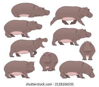 Set of a Hippo. African animals collection. Vector flat illustration isolated on a white background.