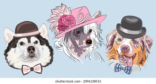 Set of hipster dog Alaskan Malamute, Red Australian Shepherd and Chinese Crested breed in hats and bow tie