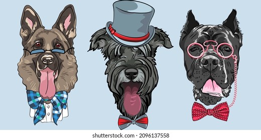 Set of hipster dog German shepherd, Schnauzer and Cane Corso breed in hat, glasses and bow tie