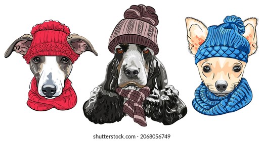 Set of hipster dogs in warm winter knitted hats and scarves. Italian Greyhound, English Cocker Spaniel and Chihuahua.