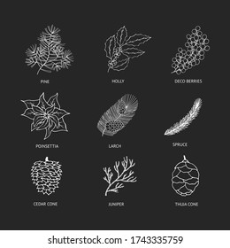 Set of holly, coniferous, pine, fir, larch branches and cones, poinsettia. Holiday flourish elements. Vector isolated festive plant silhouettes for xmas designs.