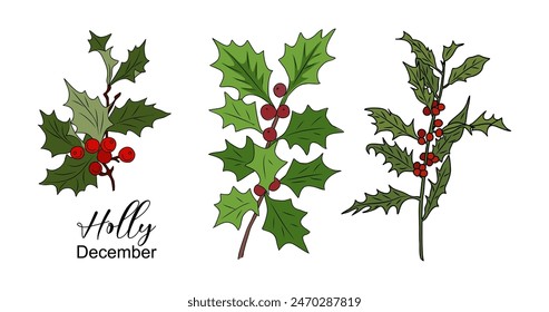 Set of Holly, December birth month flower, hand drawings, colored outline, icon, Modern design for logo, tattoo, wall art, branding, packaging. Vector illustration isolated on white background.