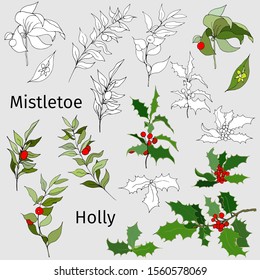 Set of holly and mistletoe. Black and white contours and color drawn vector illustration.