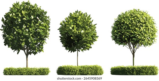 Conjunto de árvores de azevinho Ilex aquifolium, Inglês e Europeu azevinho, Arbusto de azevinho de Natal, árvores de rua isoladas recorte, ilustração vetorial, plantas de jardim de inverno, paisagem natural, verde de férias.